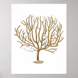 Sea Coral No.4 Antique Natural History Print