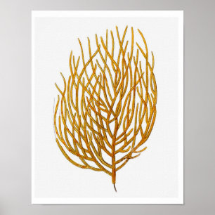 Sea Coral No.9 Antique Natural History Print