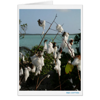 Sea Cotton