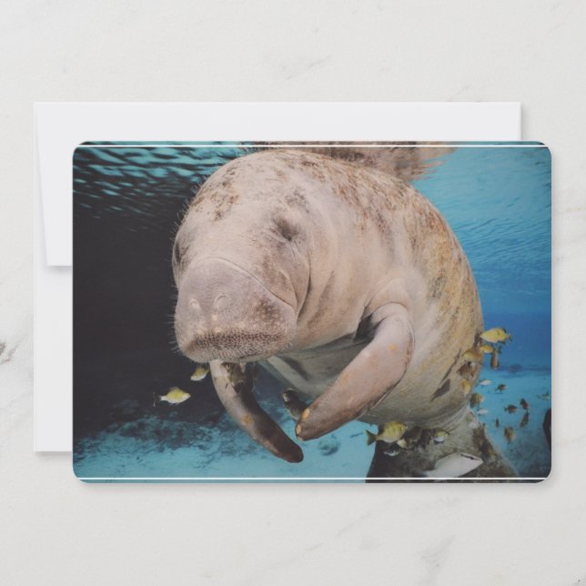 Sea Cow Swimming Invitation (Front)