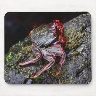 Sea, crab, nature mouse pad
