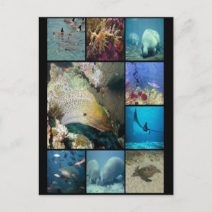 Sea creatures collage print postcard
