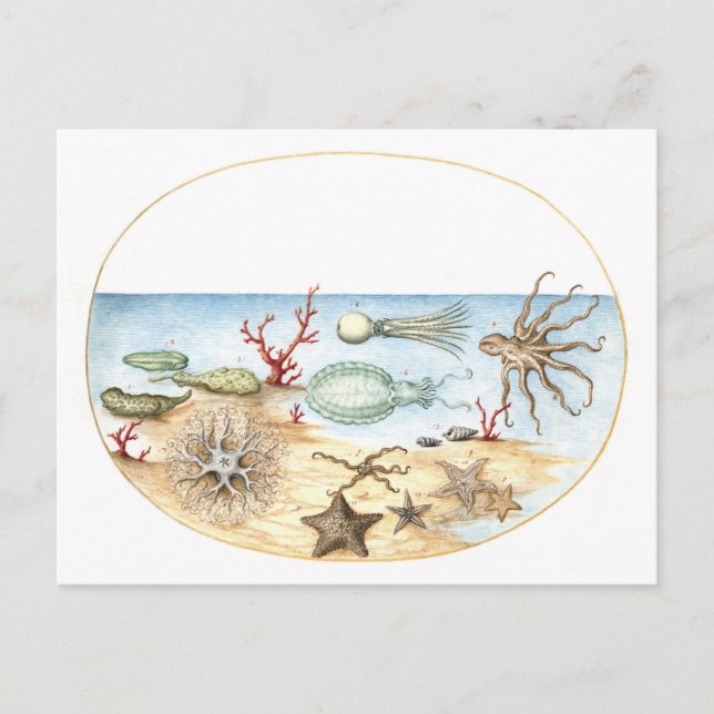 Sea Creatures Illustration Postcard (Front)