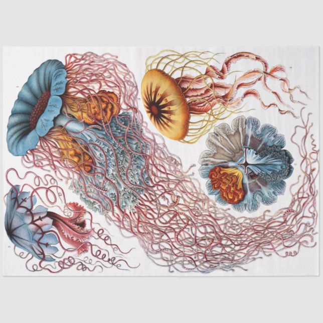 Sea Discomedusae 8 Ernst Haeckel  Decoupage  Tissue Paper (Front)