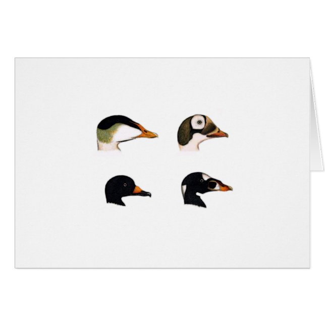 Sea Ducks Logo (Front Horizontal)