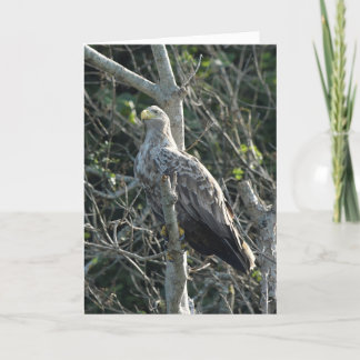 Sea Eagle in Scotland Card