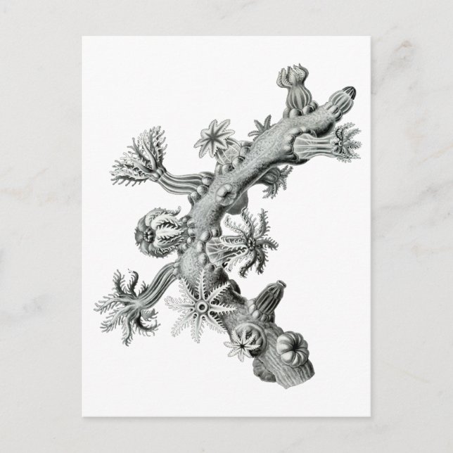 Sea fan postcard (Front)