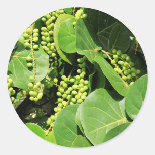 Sea Grape Leaves and Berries Classic Round Sticker