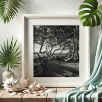 Sea Grapes Black and White Beach Pictures