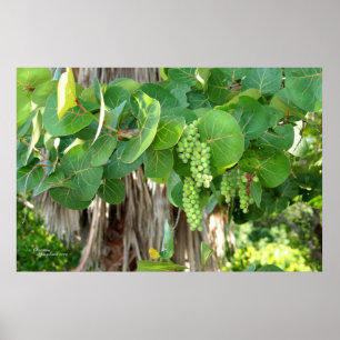 Sea Grapes Tree Leaves Vine Poster