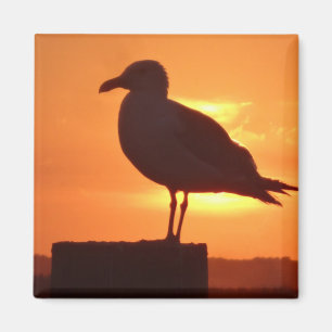 Sea Gull at Sunset Magnet