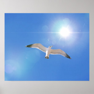Sea Gull Bird Flying Sun Photographic Art Print