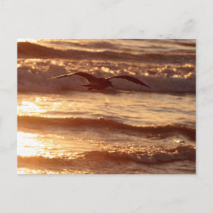 Sea gull gliding along the beach postcard