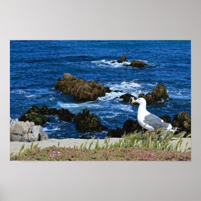 Sea Gull in front of Pacific Coastline, photo Poster (Front)