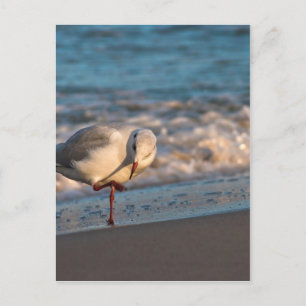 Sea gull on shore of the Baltic Sea Postcard