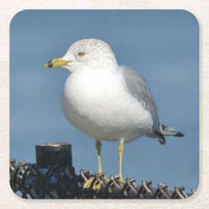 Sea Gull Party Coaster