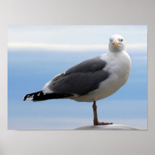 Sea Gull Poster