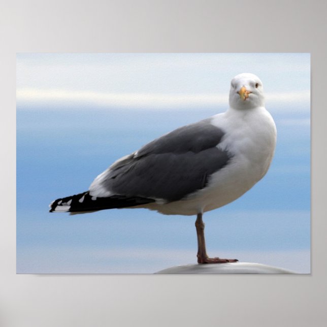 Sea Gull Poster (Front)