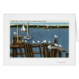 Sea Gulls and Sailboats Along the Waterfront