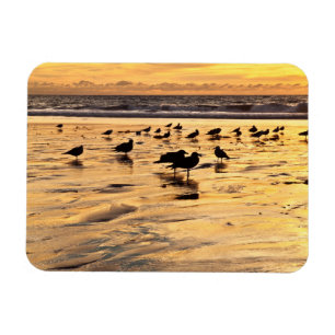 Sea Gulls On Beach At Sunset Magnet
