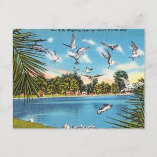 Sea Gulls on Inland Florida Lake Postcard