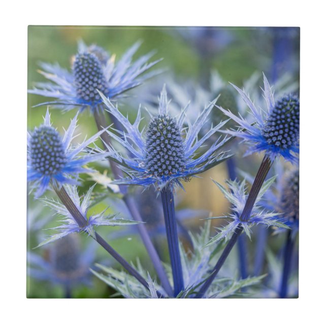 Sea Holly 'Big Blue' Ceramic Tile (Front)