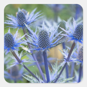 Sea Holly 'Big Blue' Stickers