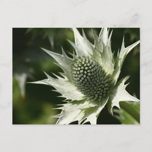 Sea Holly Postcard (Front)