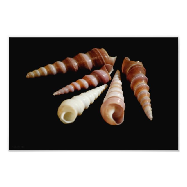 Sea Horns Photo Print (Front)