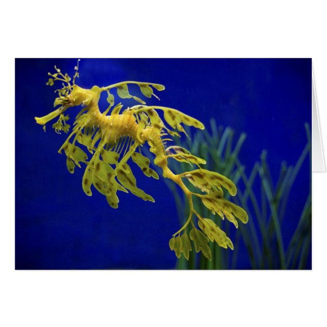 Sea horse (Front Horizontal)