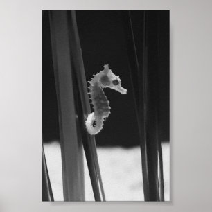 Sea horse - Black And White  Poster