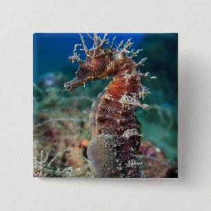 Sea Horse   Hippocampus Ramulosus 15 Cm Square Badge