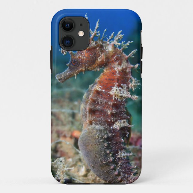 Sea Horse | Hippocampus Ramulosus Case-Mate iPhone Case (Back)