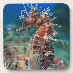 Sea Horse   Hippocampus Ramulosus Coaster