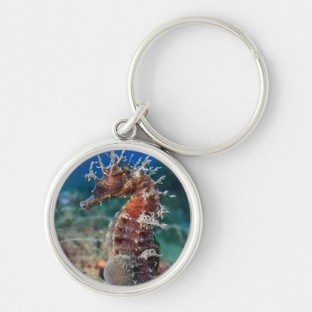 Sea Horse | Hippocampus Ramulosus Key Ring (Front)