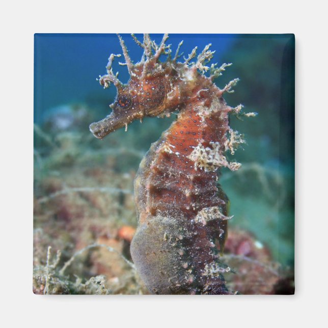 Sea Horse | Hippocampus Ramulosus Magnet (Front)