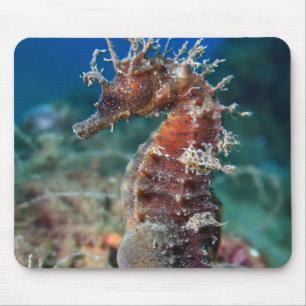 Sea Horse Hippocampus Ramulosus Mouse Pad