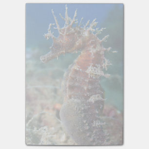 Sea Horse Hippocampus Ramulosus Post-it Notes