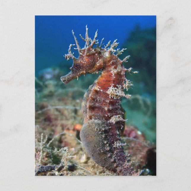 Sea Horse | Hippocampus Ramulosus Postcard (Front)