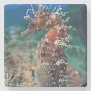 Sea Horse   Hippocampus Ramulosus Stone Coaster