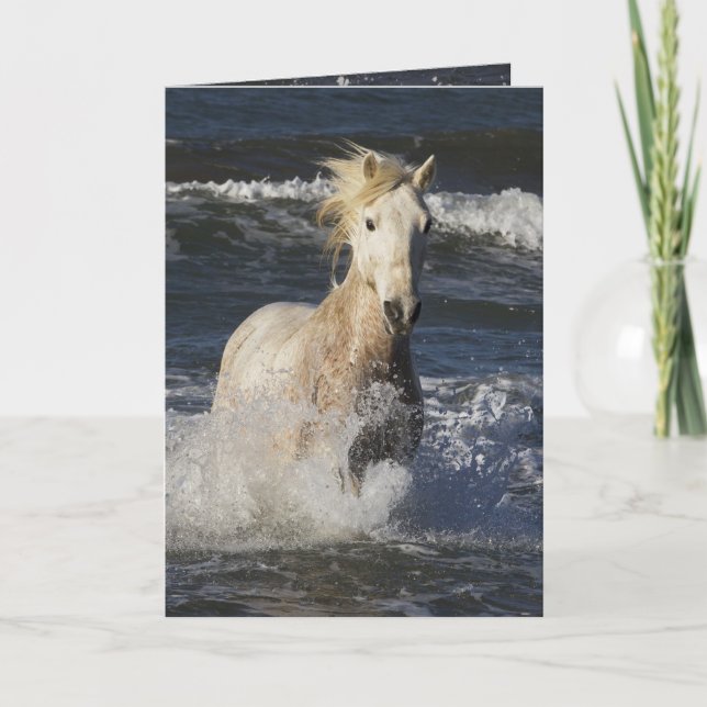 Sea Horse Horse Greeting Card (Front)