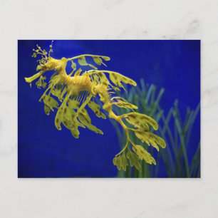 Sea horse postcard