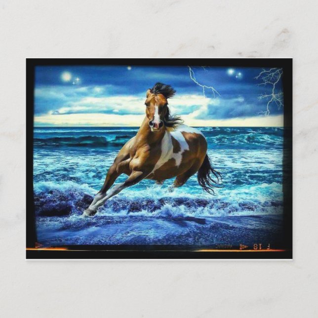 Sea horse postcard (Front)