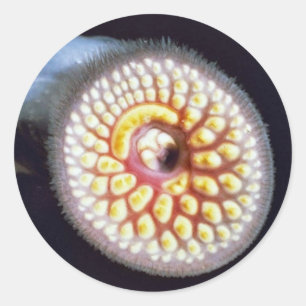 Sea Lamprey Classic Round Sticker