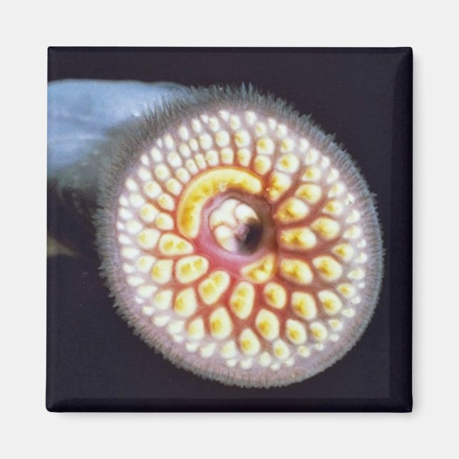 Sea Lamprey Magnet (Front)