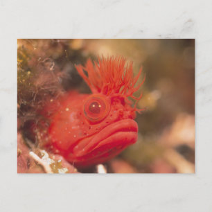 Sea Life - Fish Postcard