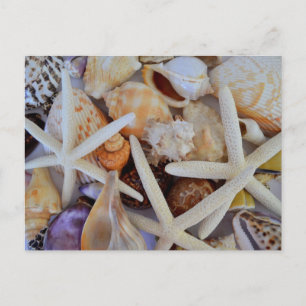 Sea Life Menagerie Postcard