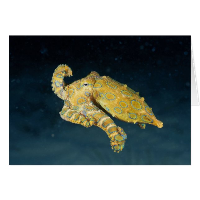 Sea Life - Octopus (Front Horizontal)