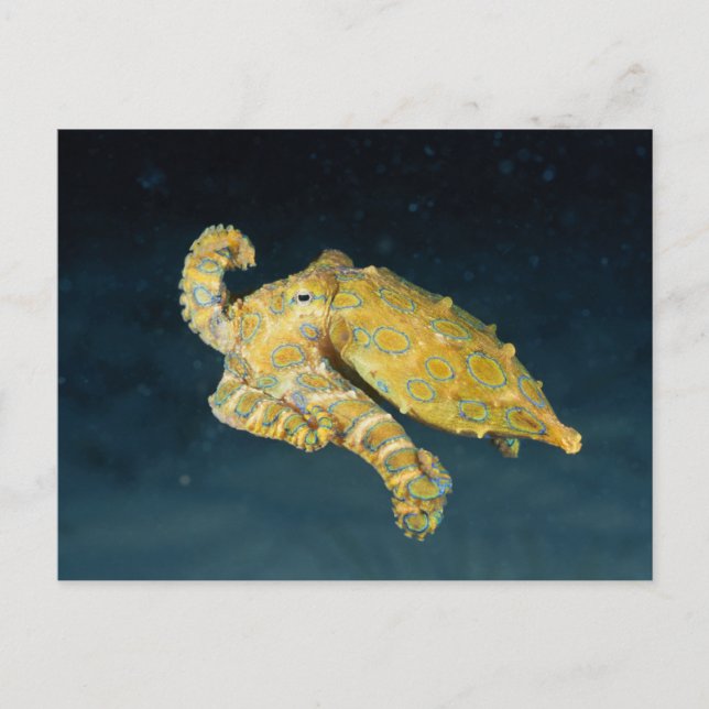 Sea Life - Octopus Postcard (Front)