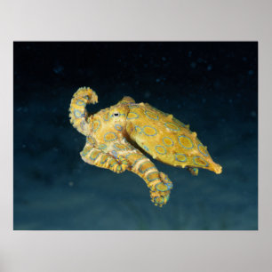 Sea Life - Octopus Poster